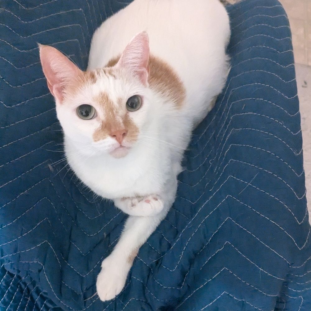 Eli