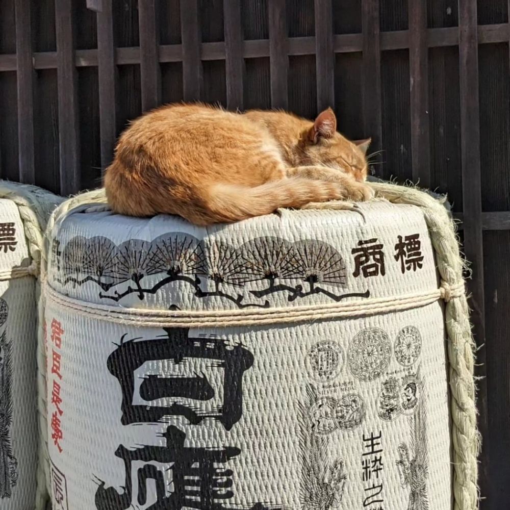 まみー