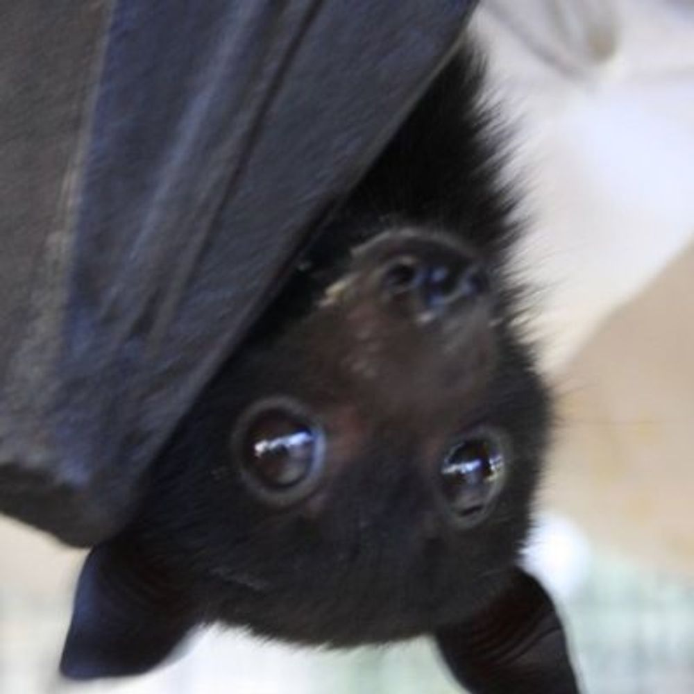 🦇 bug !