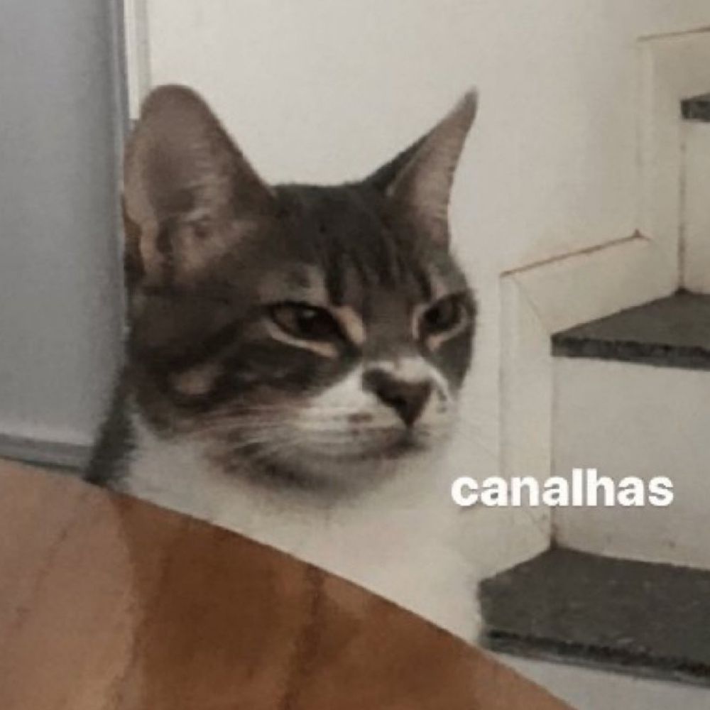 'gi'gantesca cabeça da minha pica🥍
