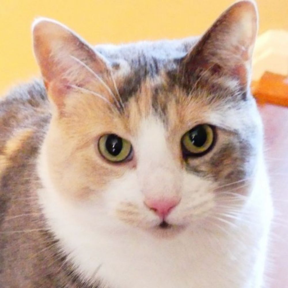 Technossance Cat