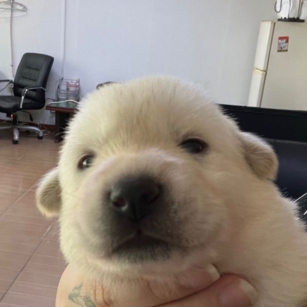 김