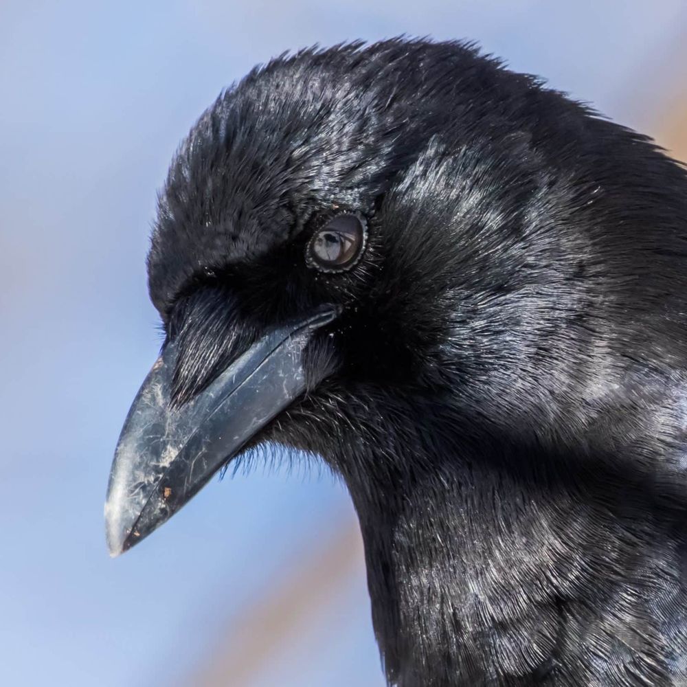 evil crow