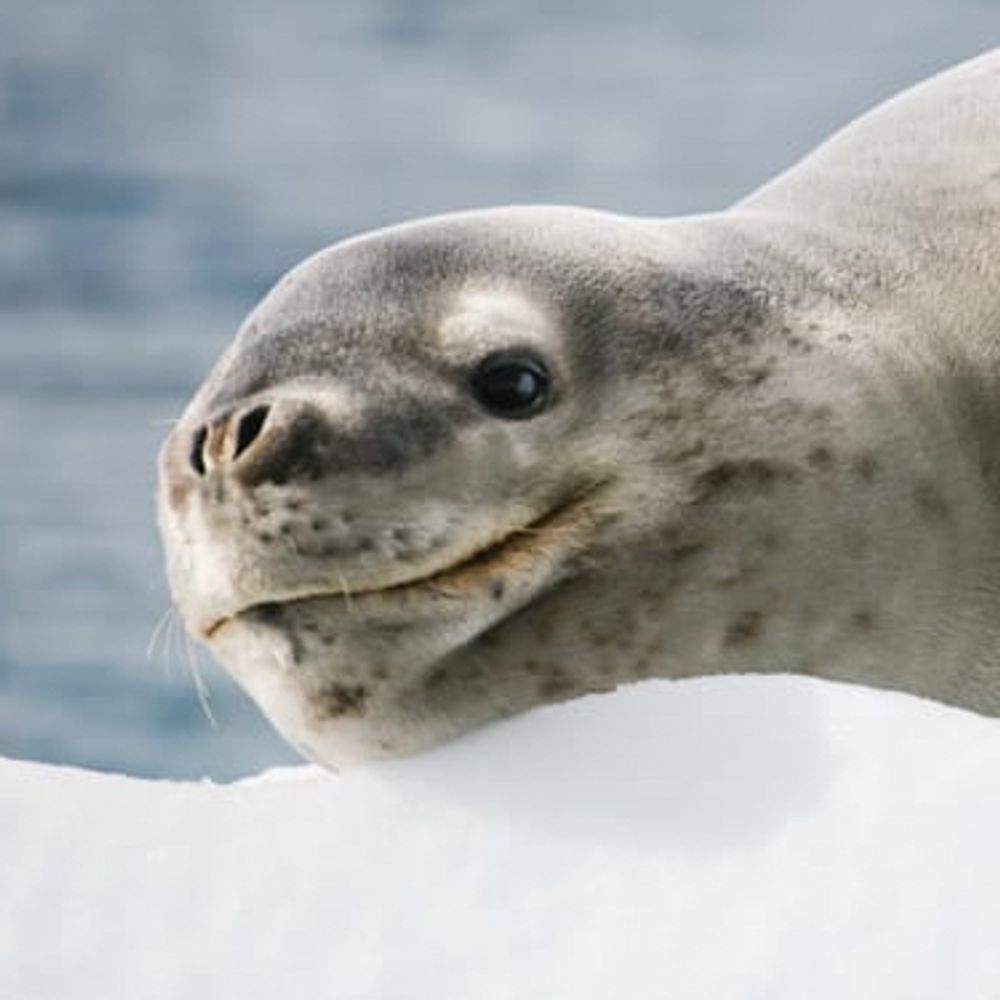 Seal