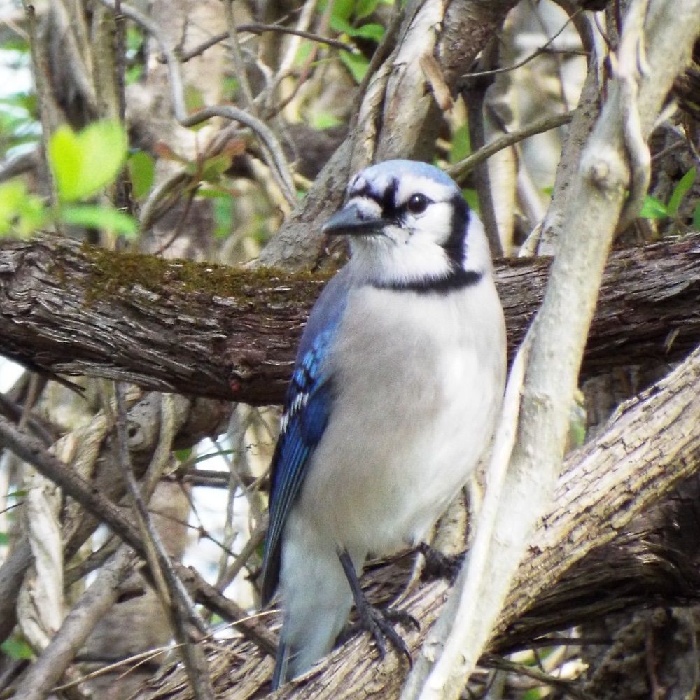 Jay