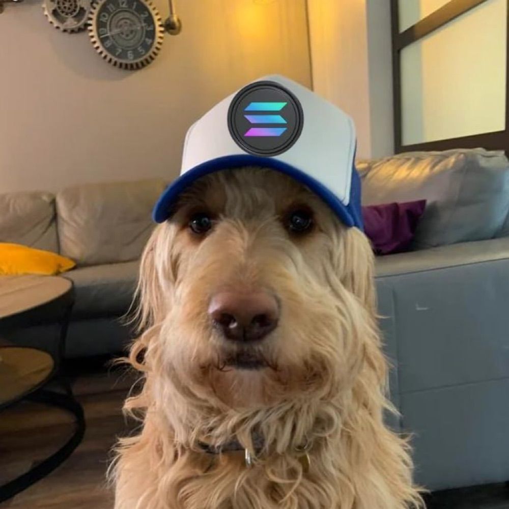 solanadog