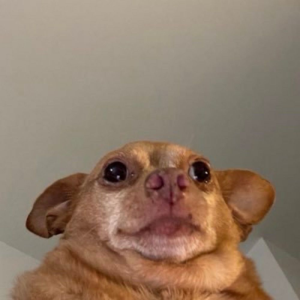 lele