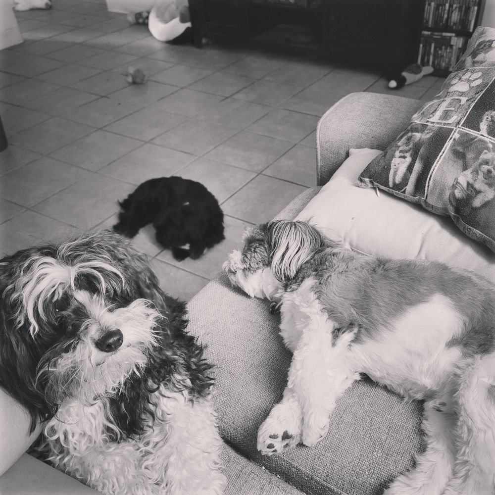 Ted,Todd N Teala