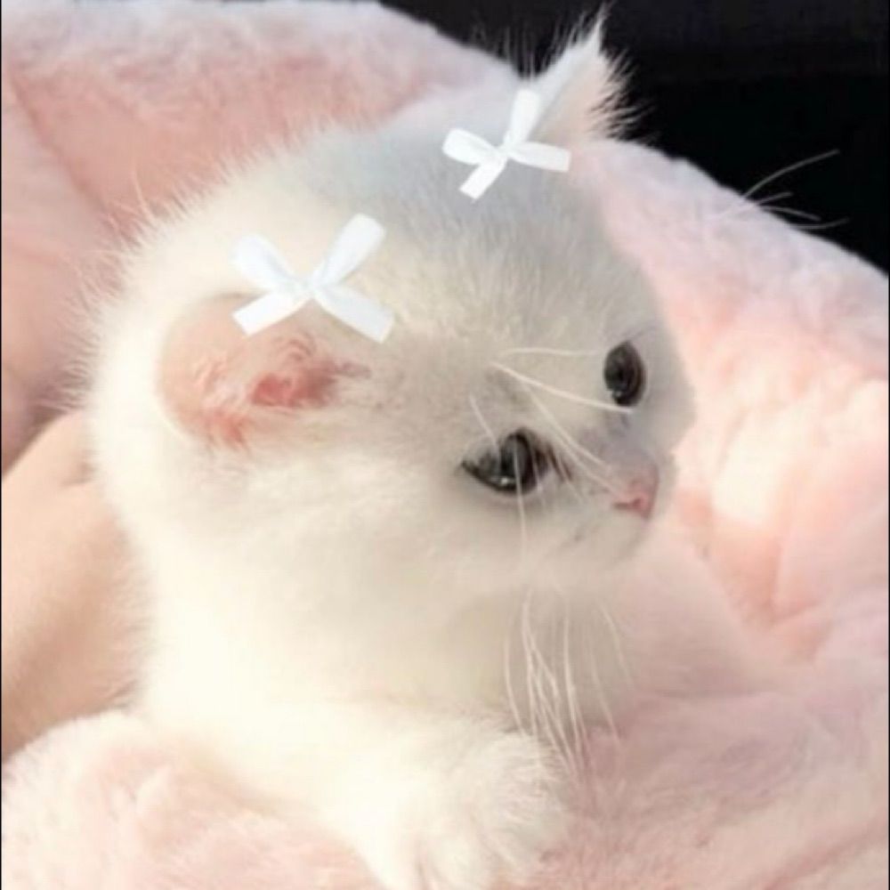 🎀Heun🎀