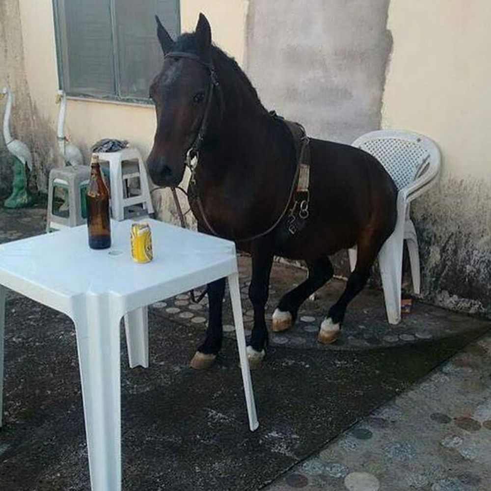 fifip