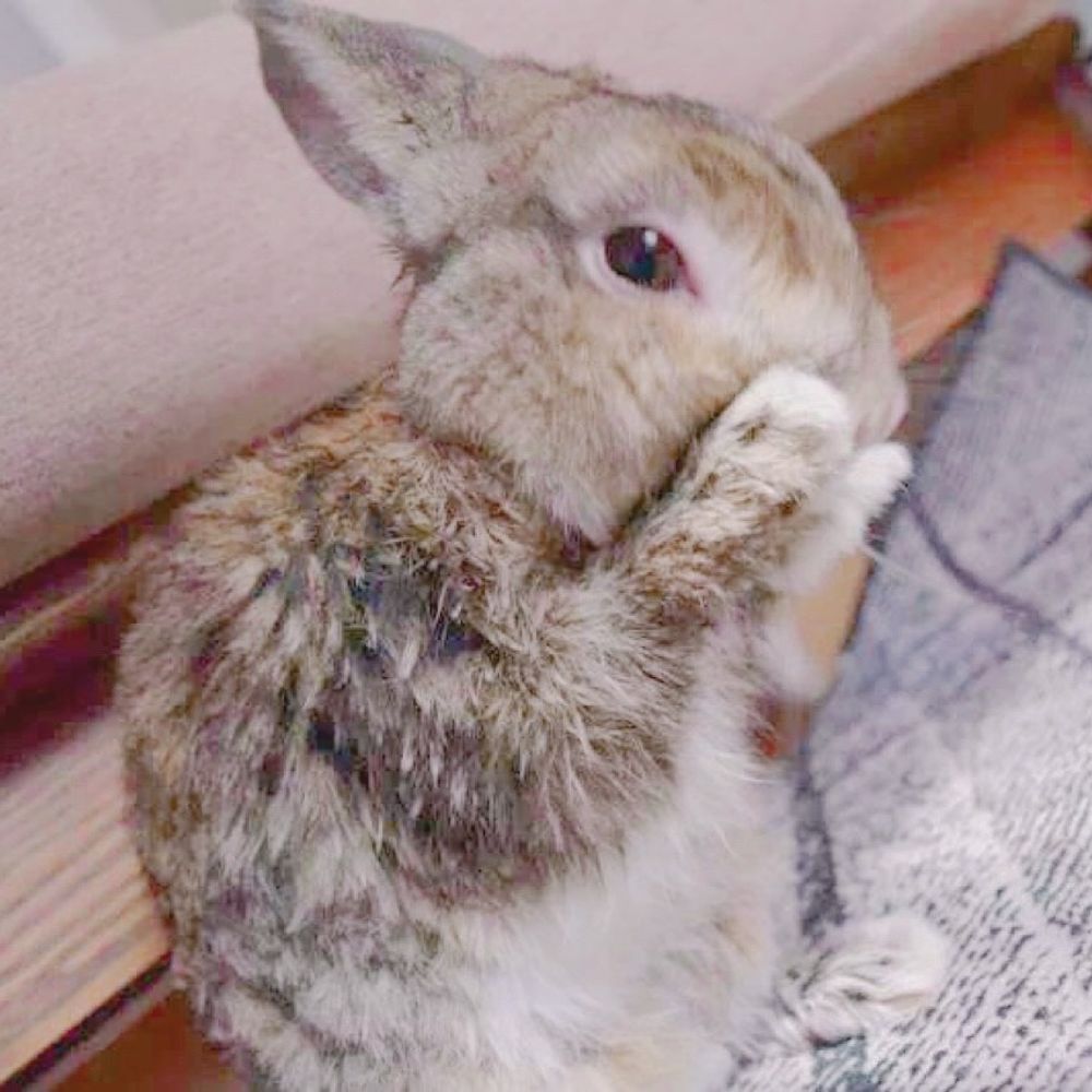 𝐦𝐚𝐫𝐨𝐧🐰