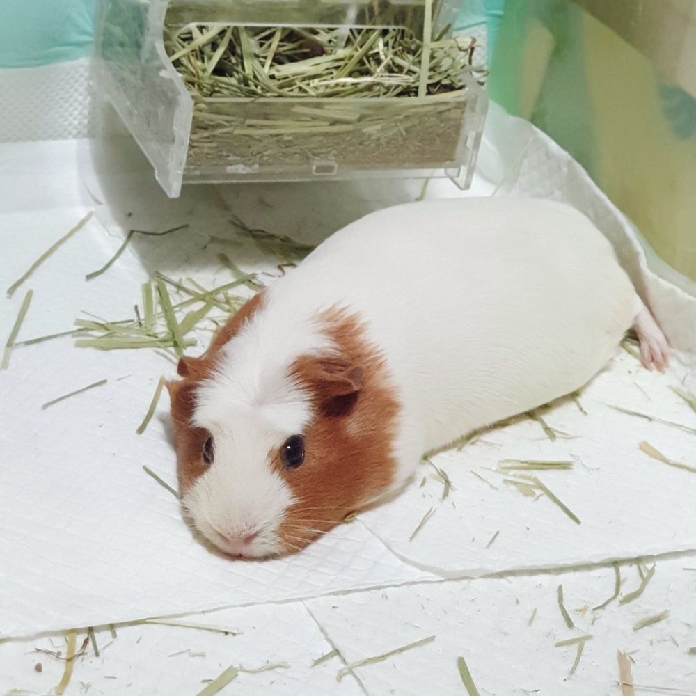 멩