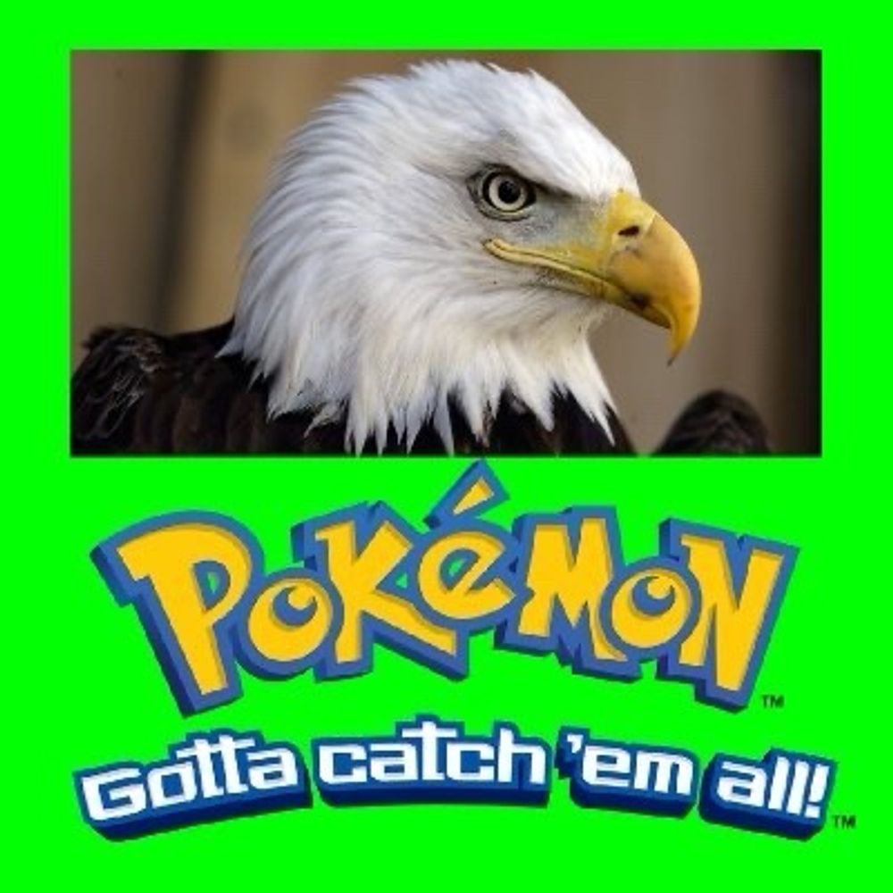 Eagle Lover & Pokémon Fan