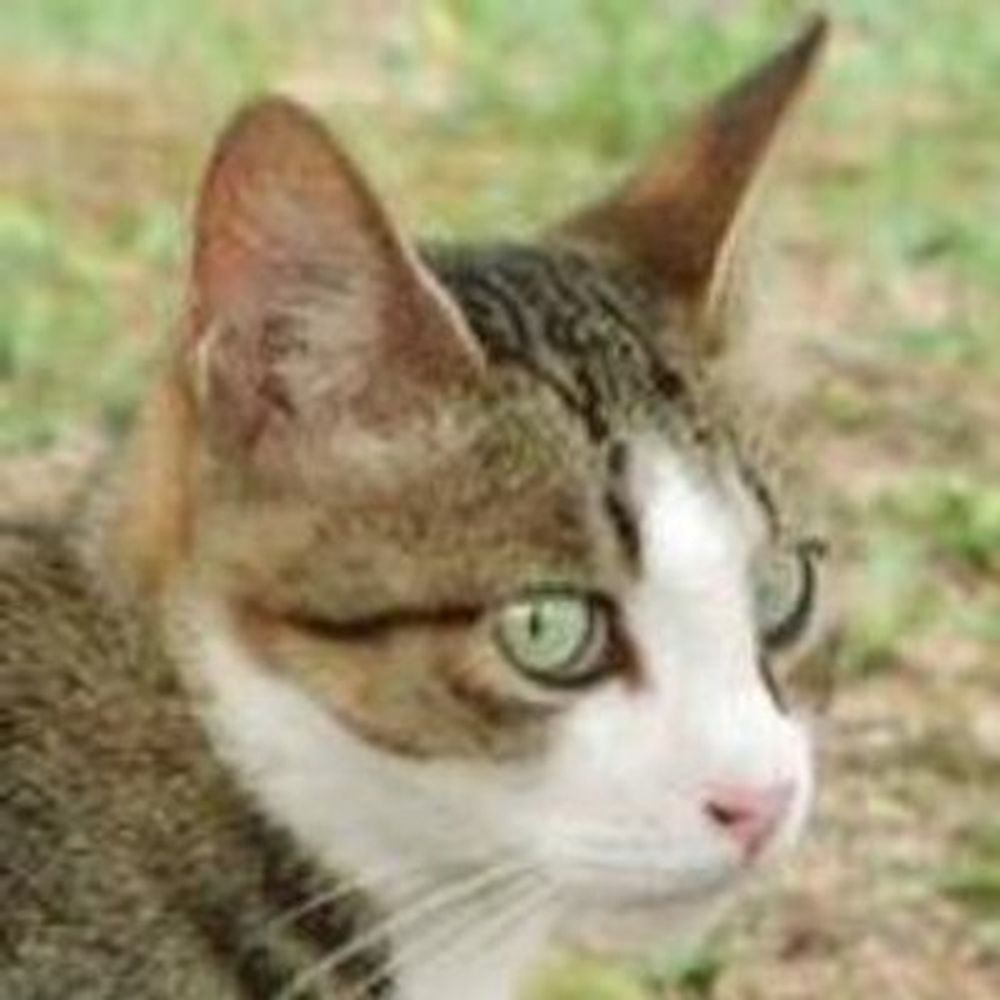 佐久間ディック
