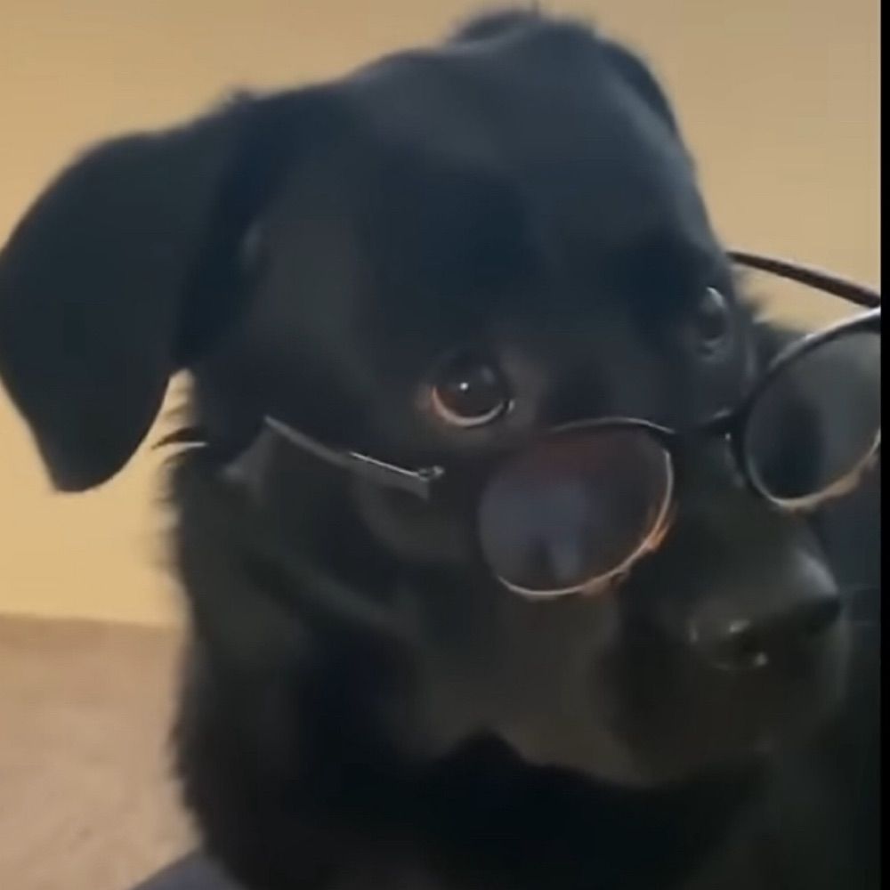 SpaceDog