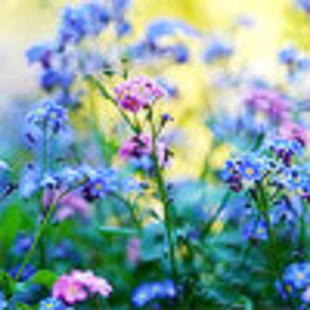 meadow