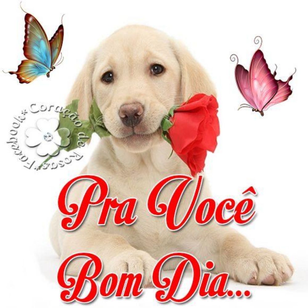 Admdobomalmocooficial