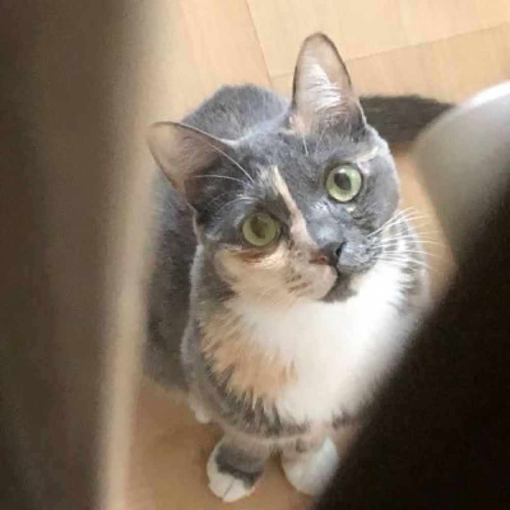 바하