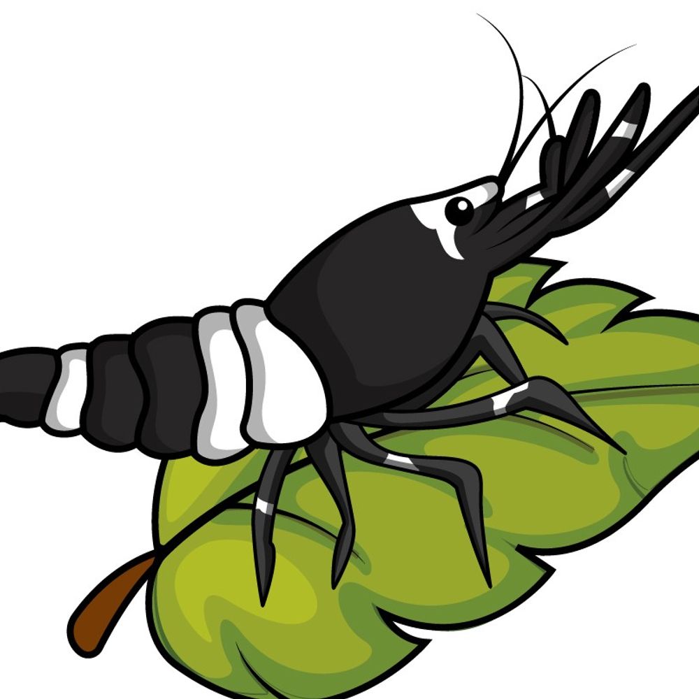 Shadowhouse Shrimp 