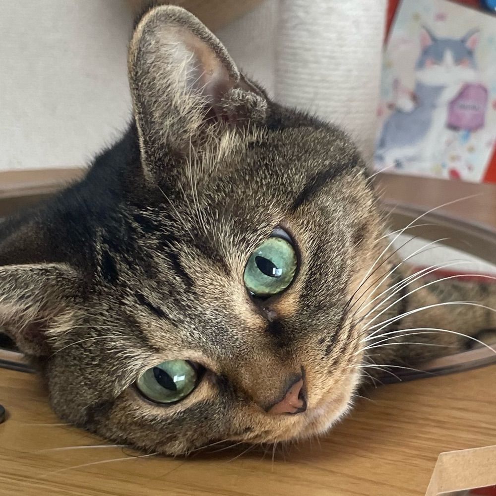 ねこゆ