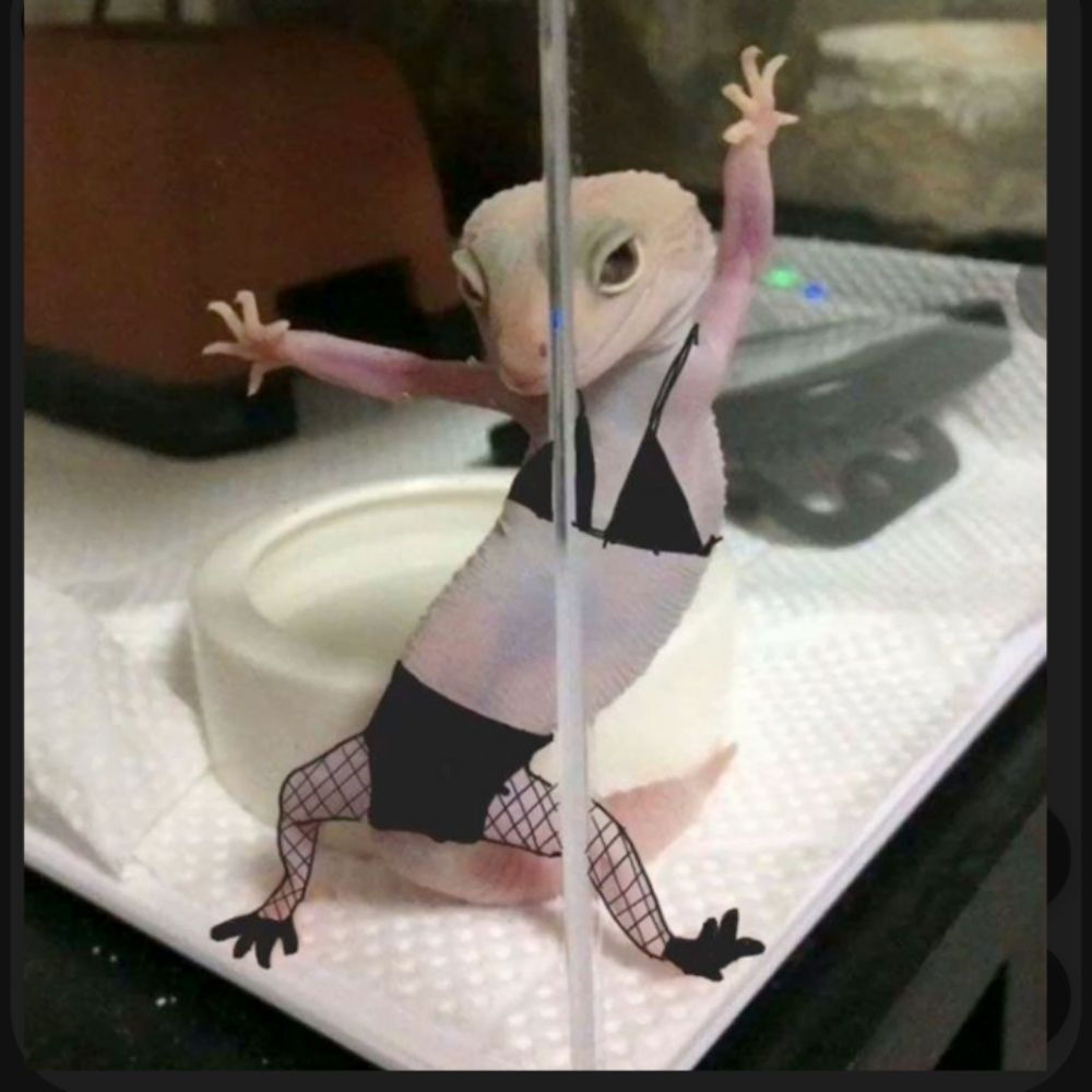 Gecko