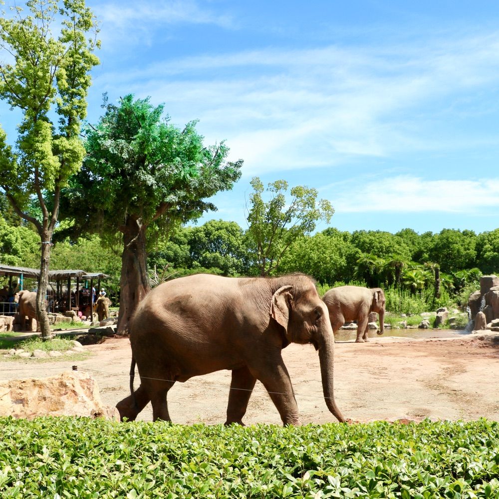 Elephant🦣