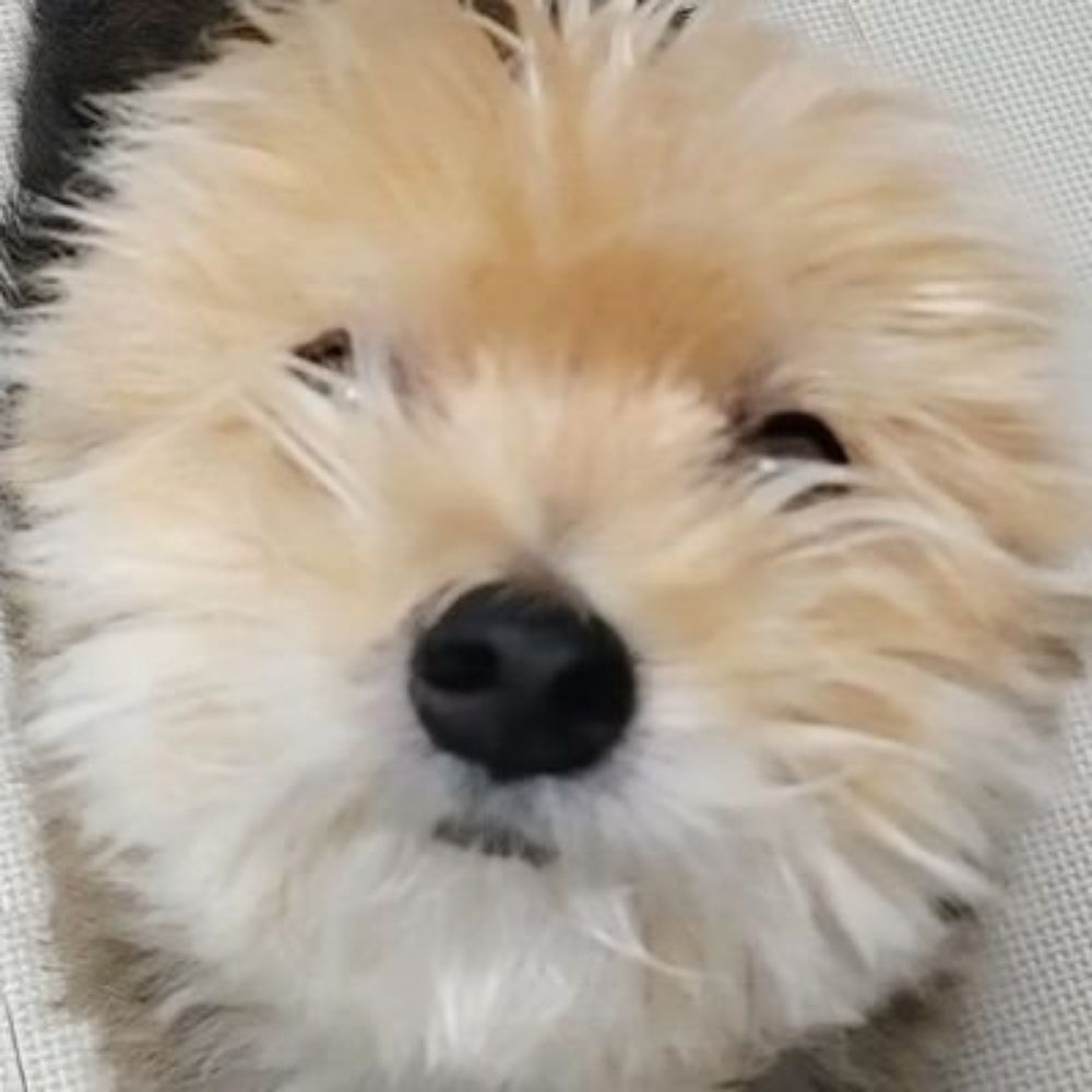 꿀주먹도사님의 부하1
