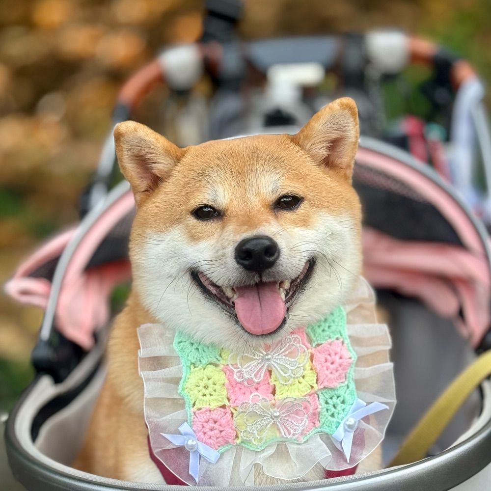 可愛的CoCo