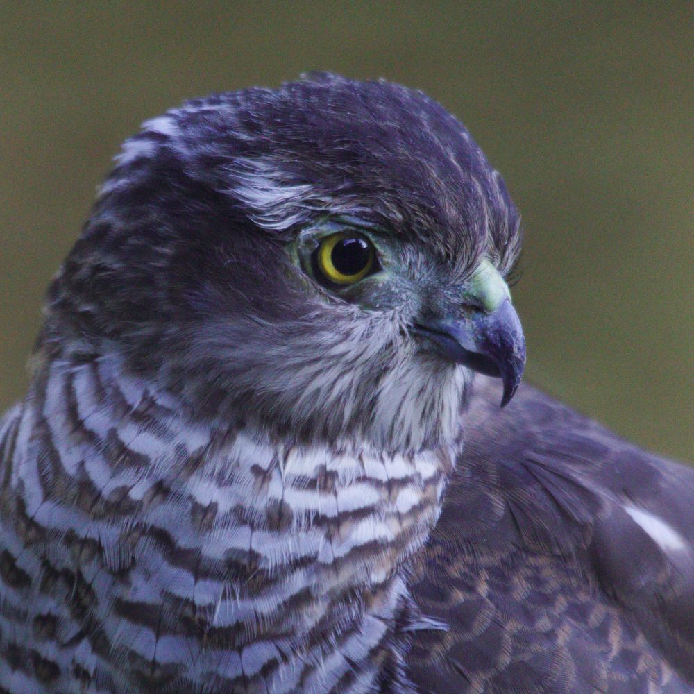 Edinburgh Birds