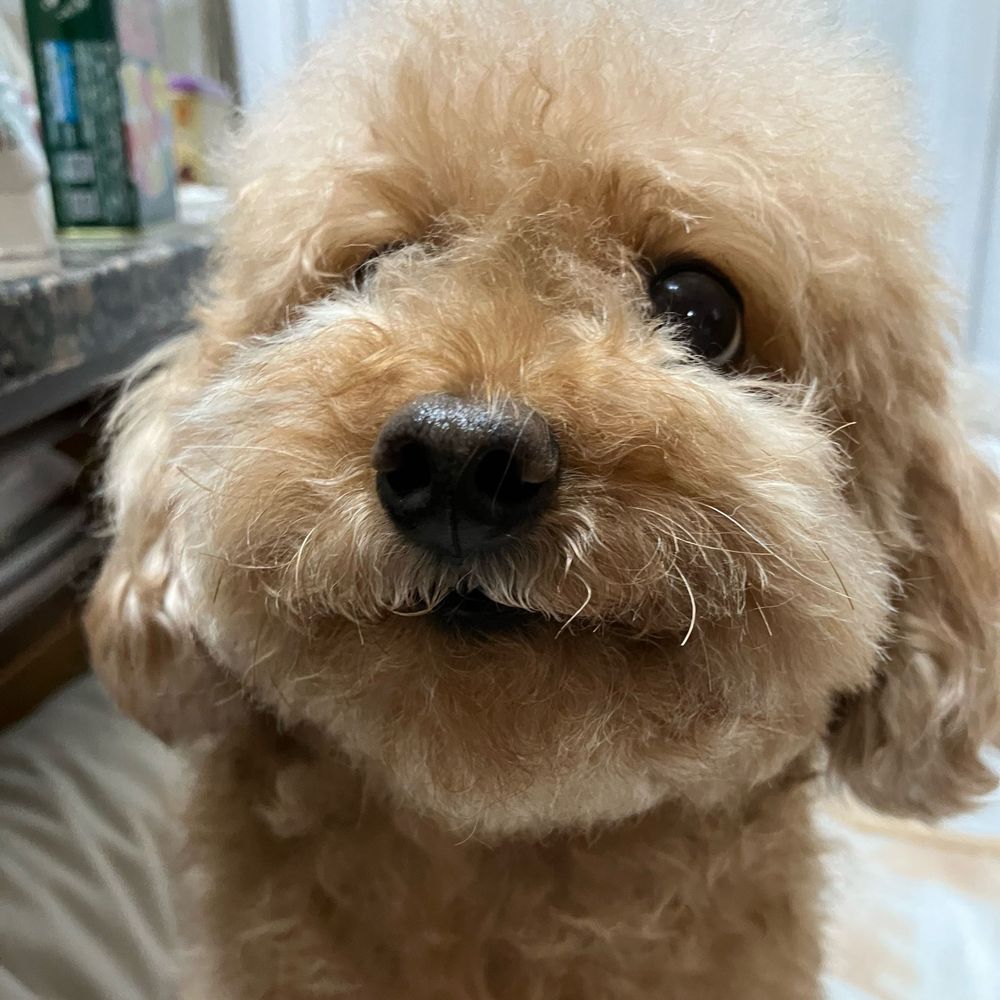 con犬アカ