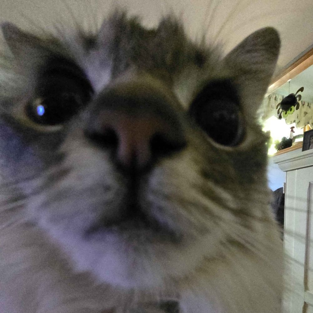 gin_