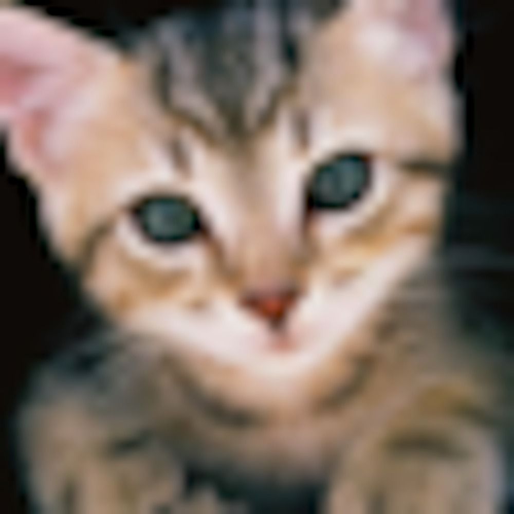 nekotank