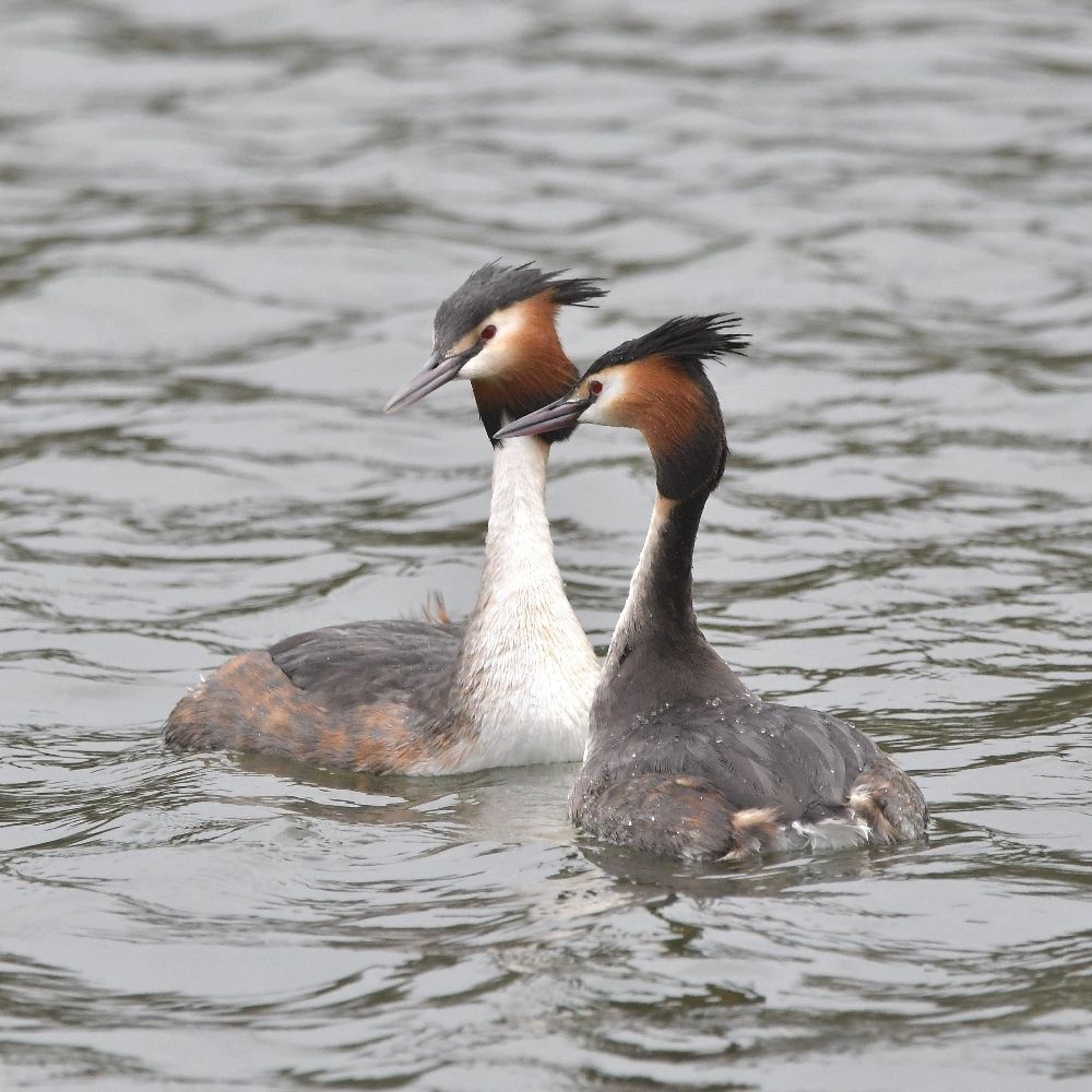 Fairlands Valley Lakes Birding