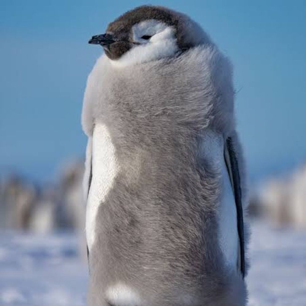PINGUIM DA PROMOÇÃO 