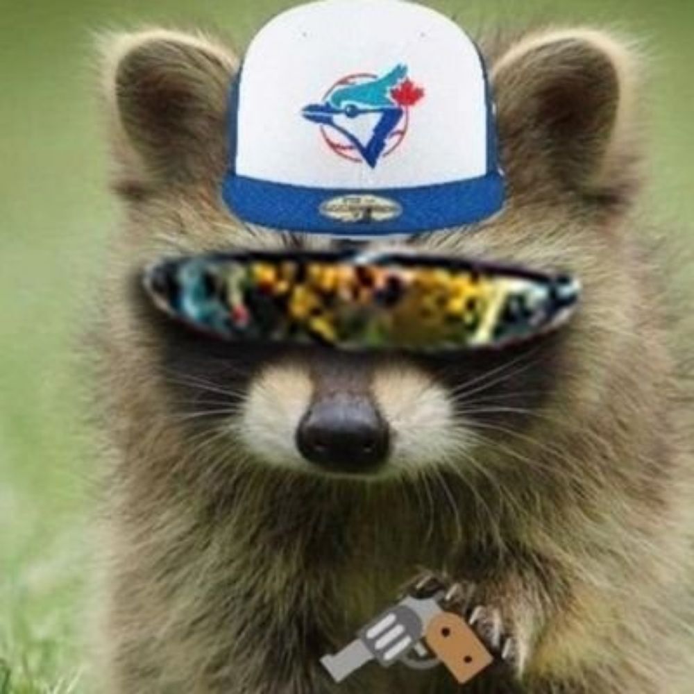 Waschbär ohne Account