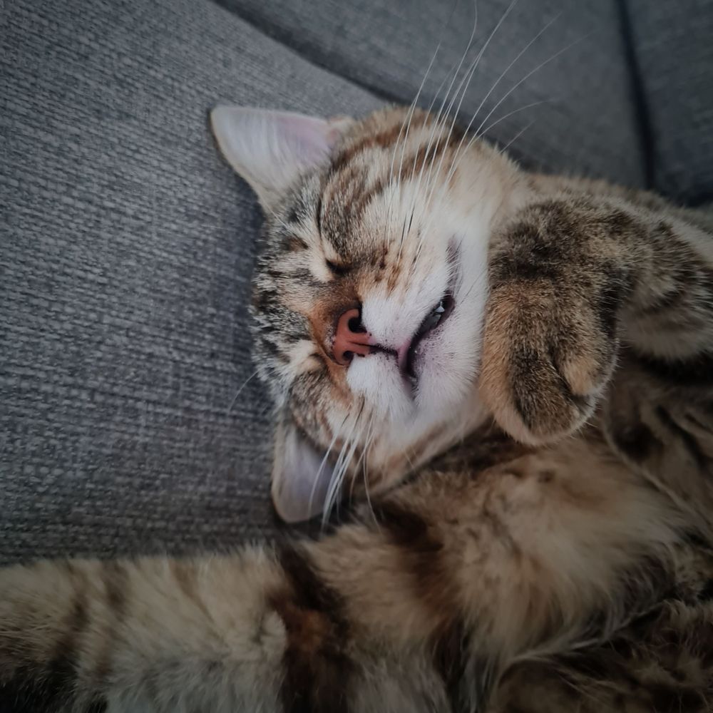 Lila Orange