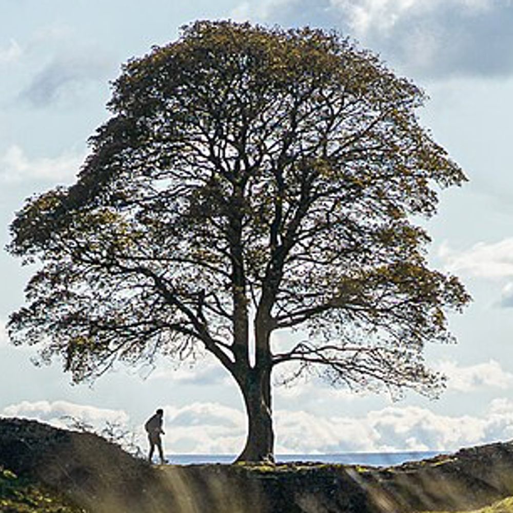 Sycamore Collective