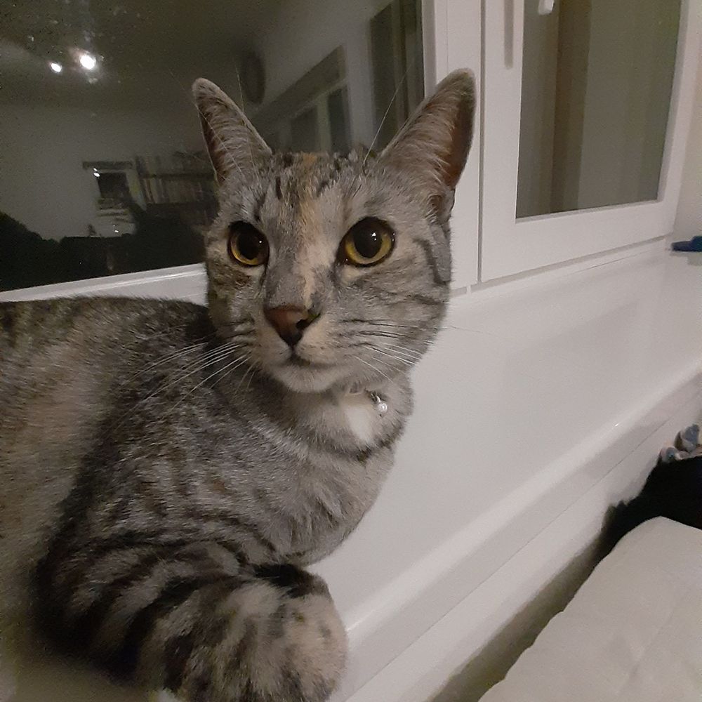 今日のねこちゃん