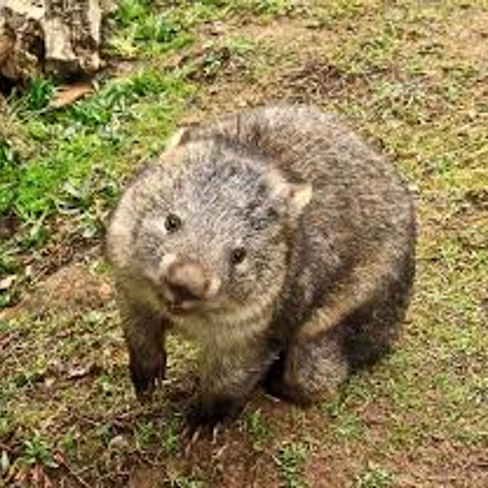 Wombat