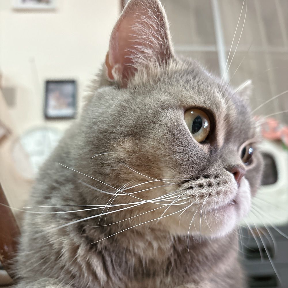 ไอ้ม๋า หยุดสั่งหม่าม้า!😾