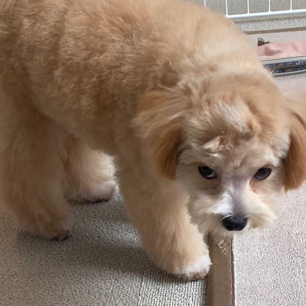 ゴョィ