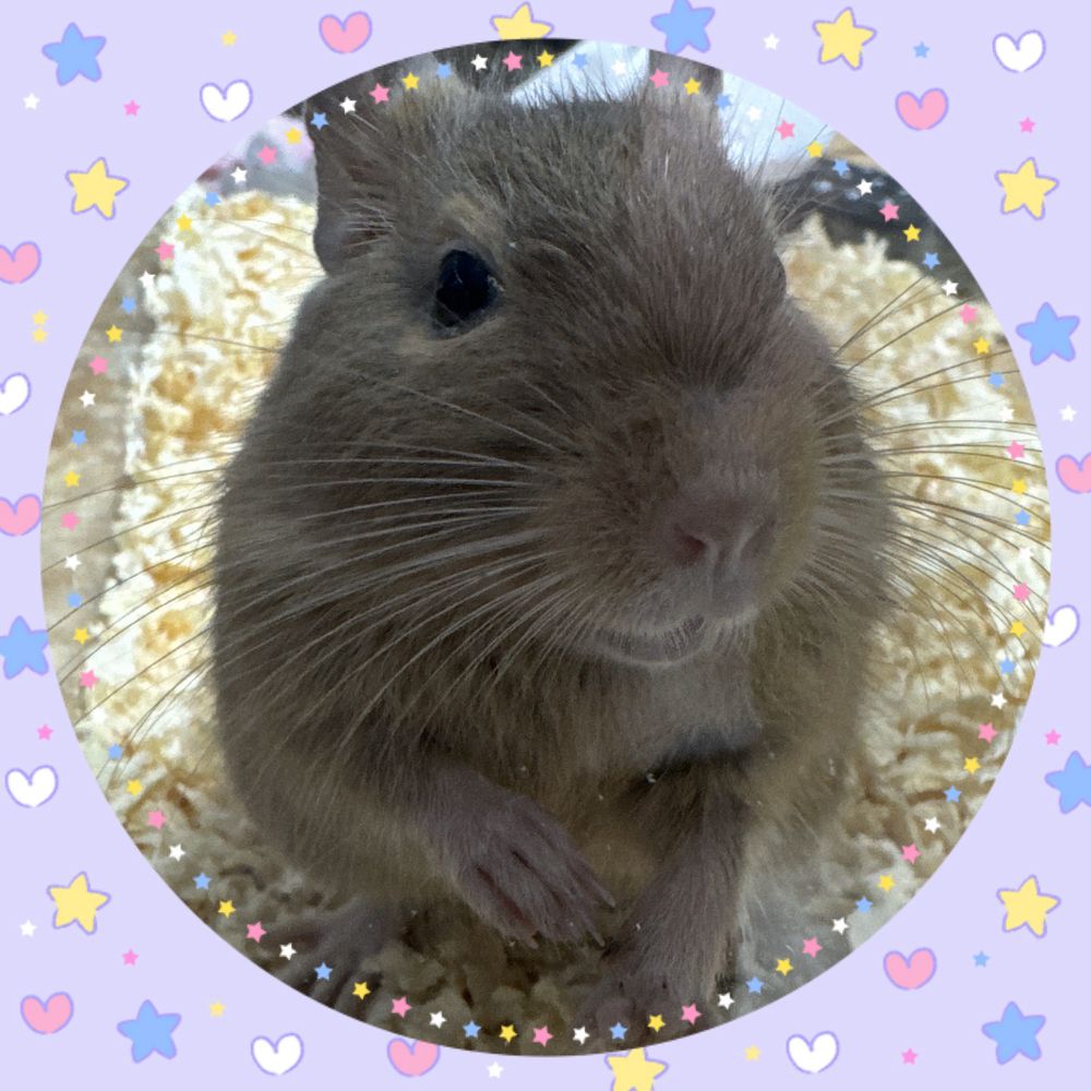 まぽぬこ