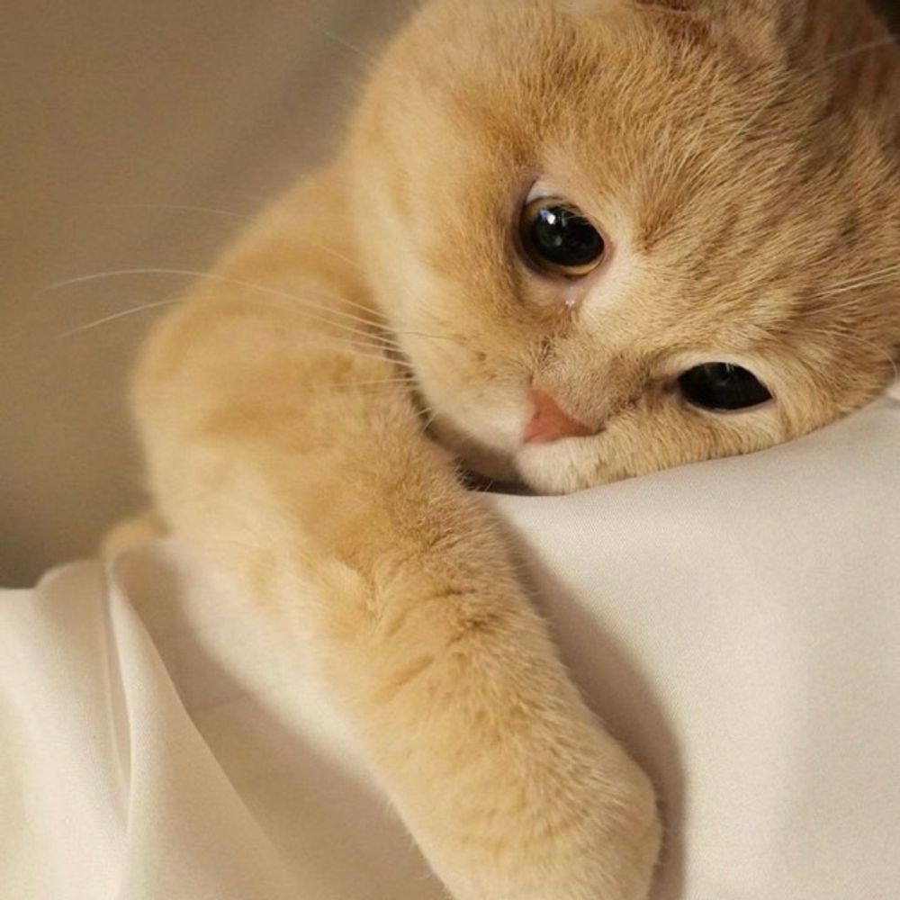 Cute cat pictures