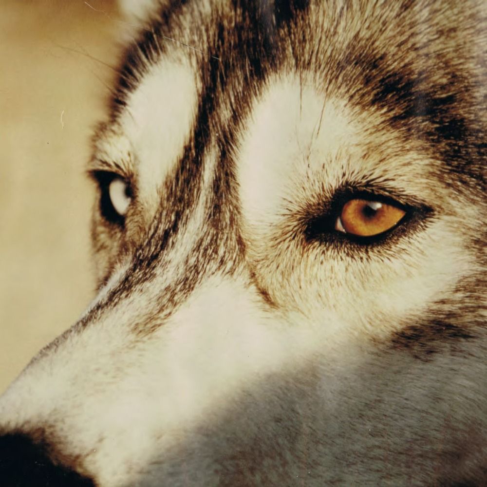 Pilou_le_Loup's avatar