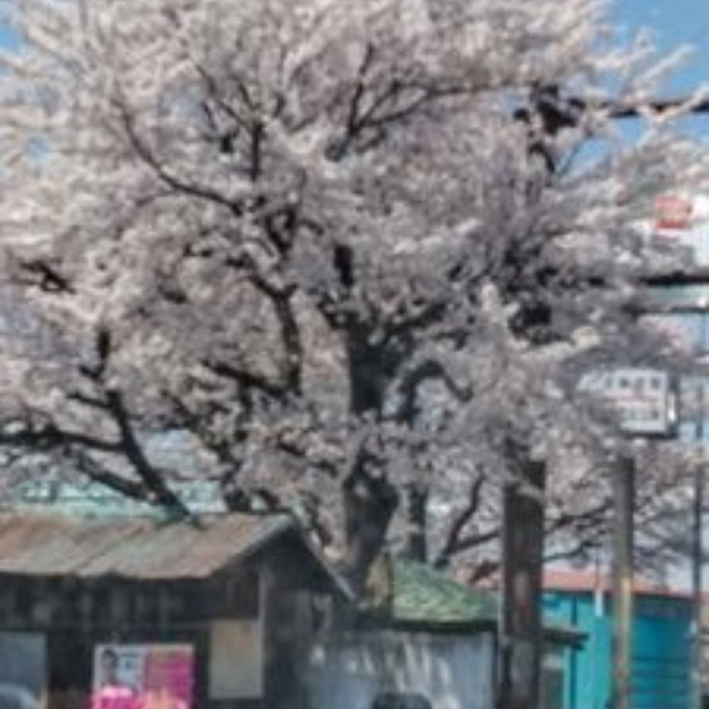 わたまめ