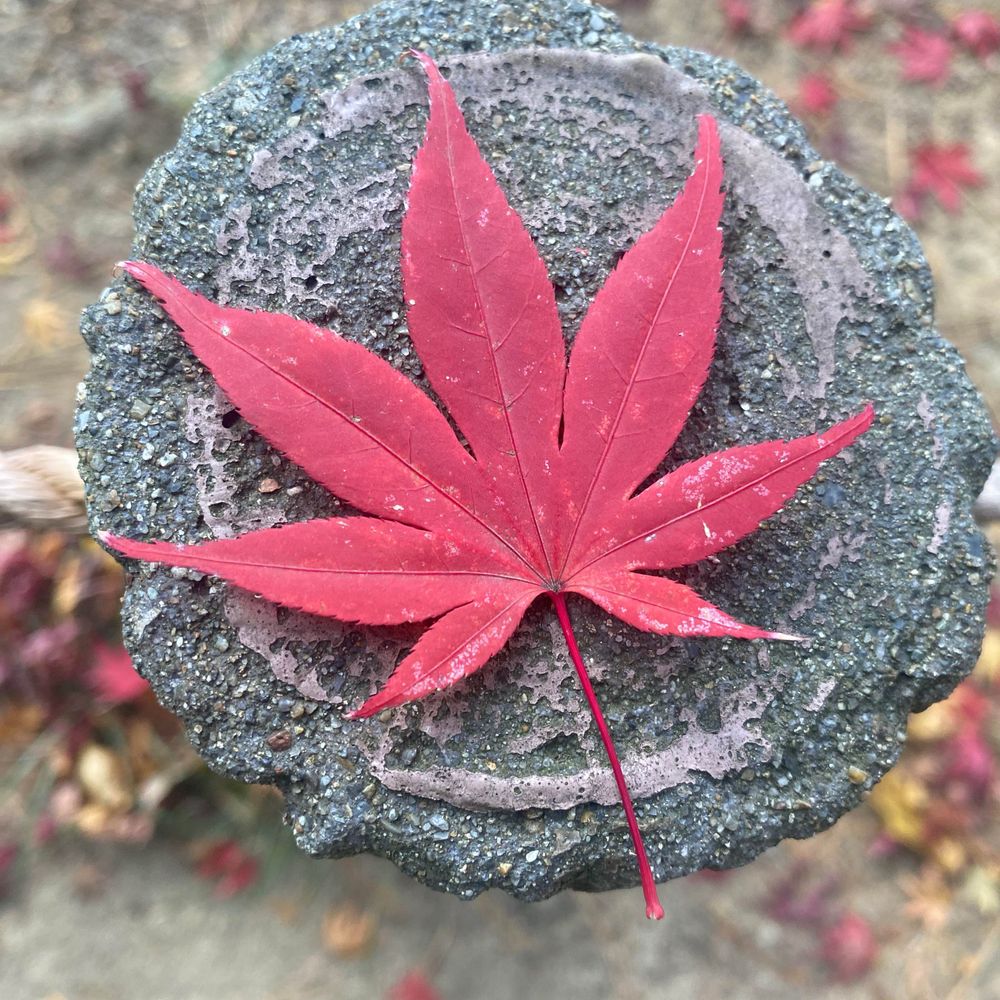 めるお