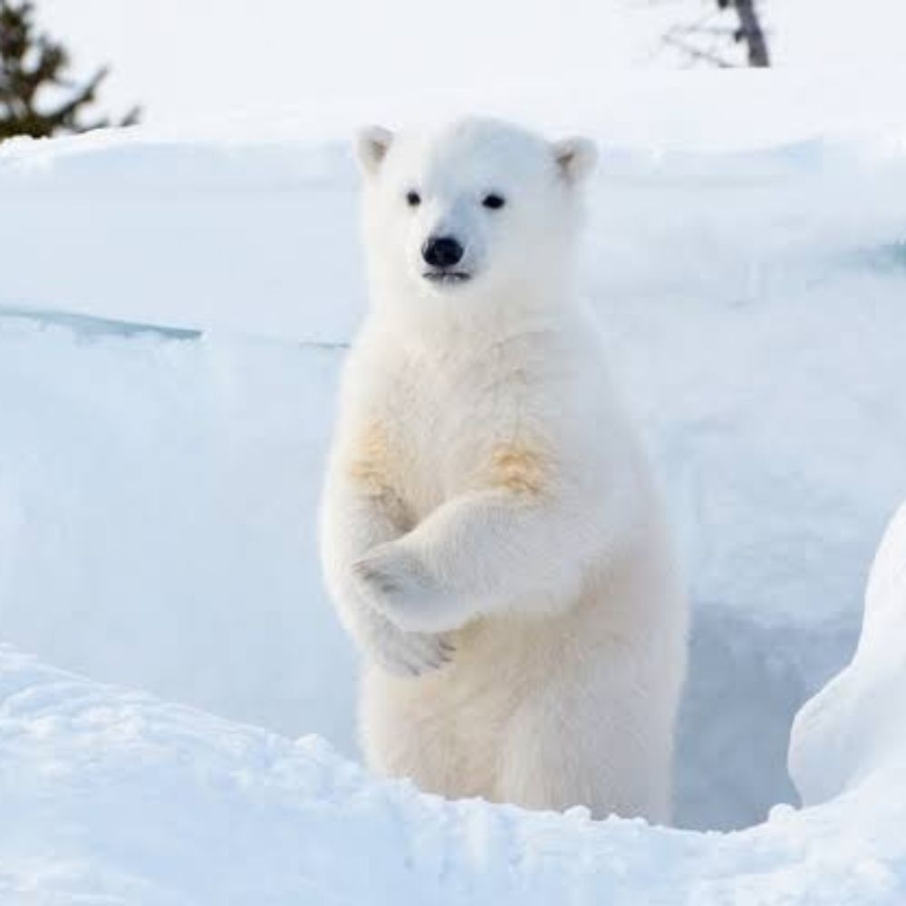 paiN Polar 