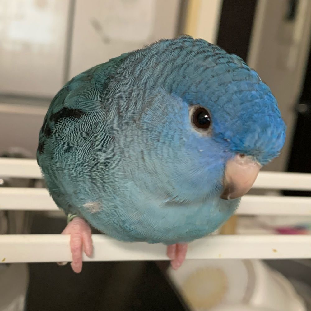 ぶんぶん