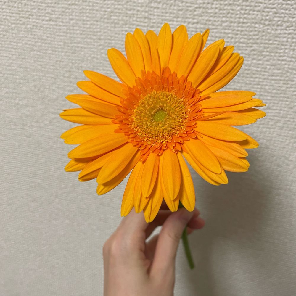 あぴち