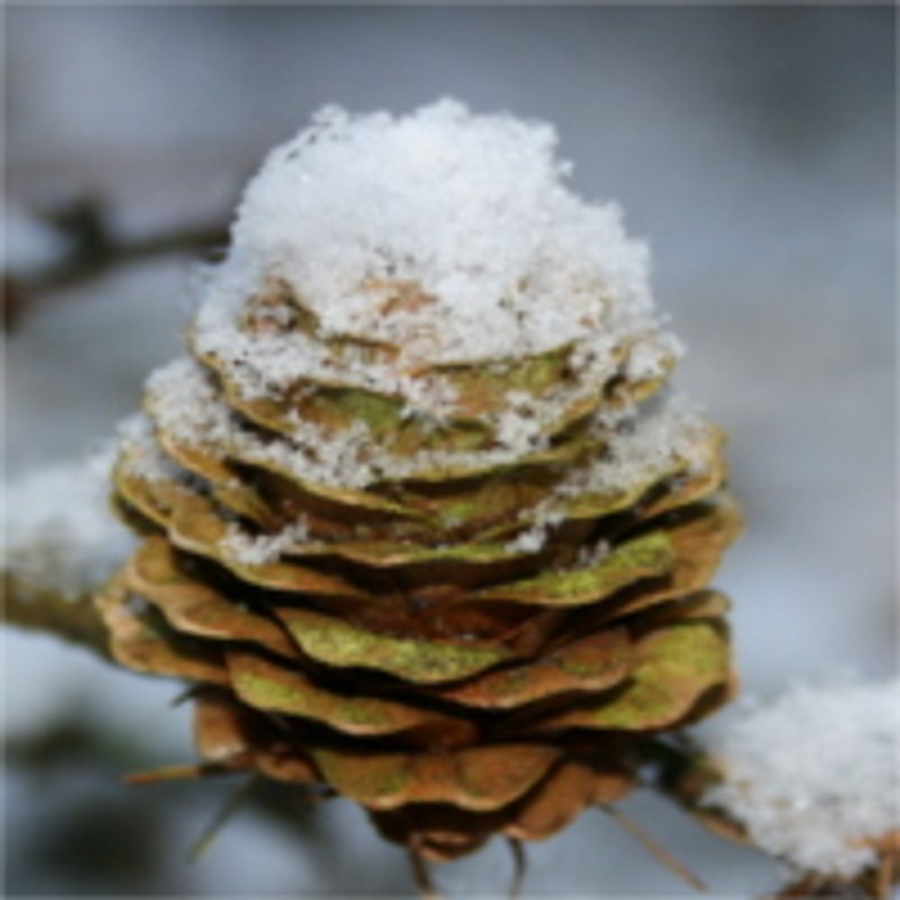 waldstepper